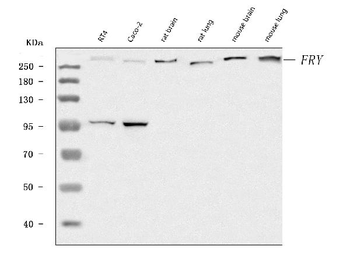 Anti-FRY Antibody