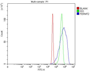 Anti-Kindlin 2/FERMT2 Antibody