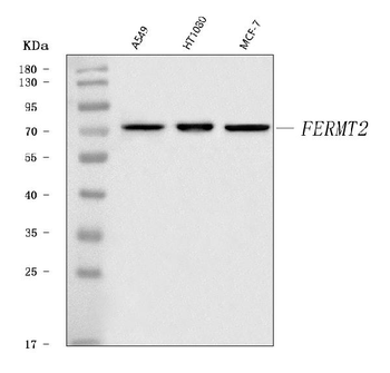 Anti-Kindlin 2/FERMT2 Antibody