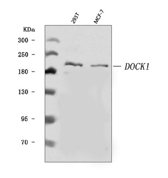 DOCK180/DOCK1 Antibody