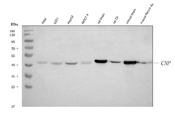 Anti-CNPase/CNP Antibody