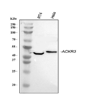 Anti-GPCR RDC1/CXCR-7/ACKR3 Antibody