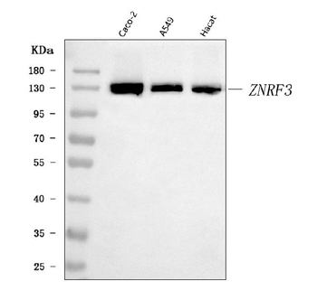 Anti-ZNRF3 Antibody