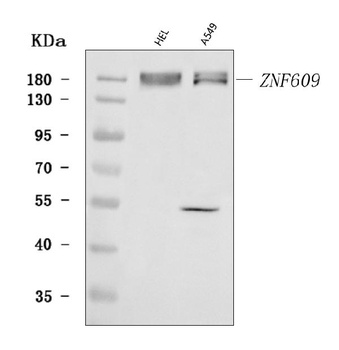 ZNF609 Antibody