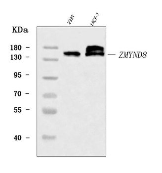 ZMYND8 Antibody