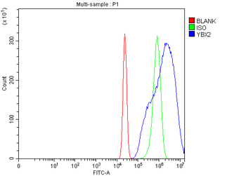 Anti-MSY2/YBOX2/YBX2 Antibody