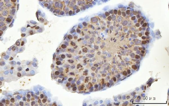 Anti-MSY2/YBOX2/YBX2 Antibody
