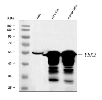 Anti-MSY2/YBOX2/YBX2 Antibody
