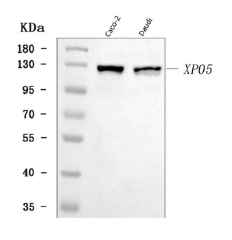 Exportin-5/XPO5 Antibody
