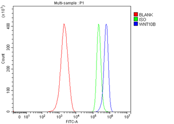 WNT10B Antibody
