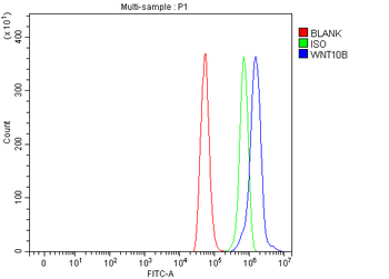 Anti-WNT10B Antibody