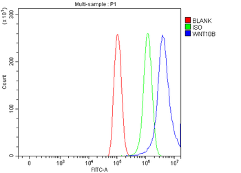 Anti-WNT10B Antibody