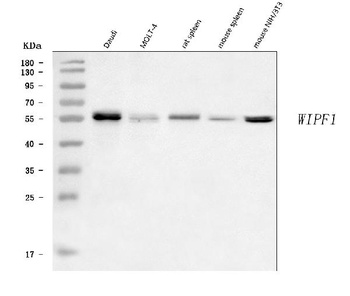 WIPF1 Antibody