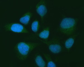 USP16 Antibody