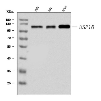 USP16 Antibody