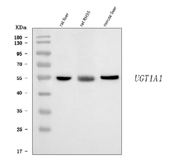 Anti-Ugt1a1 Antibody