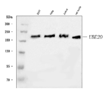Anti-UBE2O Antibody