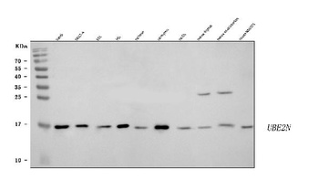Ubc13/UBE2N Antibody