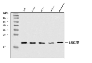 Anti-UBC12/UBE2M Antibody