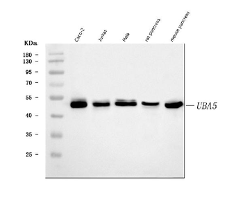 Anti-UBA5 Antibody