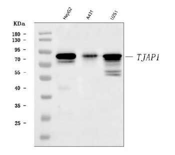 TJAP1 Antibody