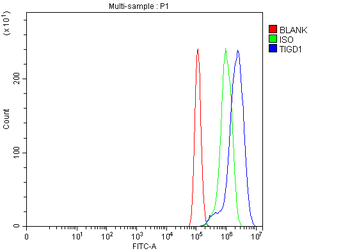 Anti-TIGD1 Antibody