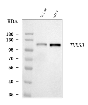 Anti-THBS3 Antibody