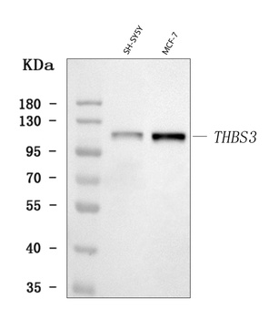 THBS3 Antibody