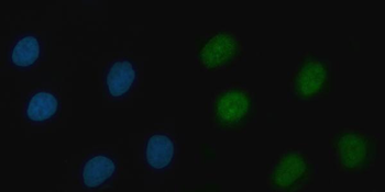 Anti-THAP11 Antibody