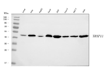Anti-THAP11 Antibody