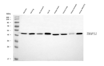 Anti-THAP11 Antibody