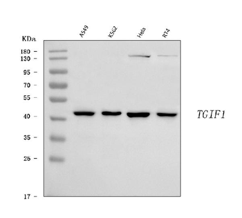 Anti-TGIF/TGIF1 Antibody