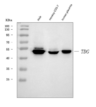 Anti-TDG Antibody