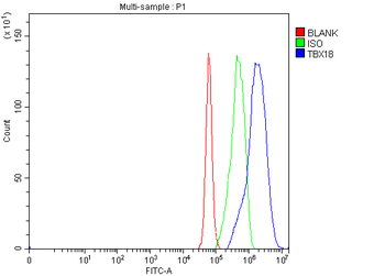 Anti-TBX18 Antibody