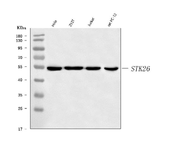 Anti-MST4/STK26 Antibody