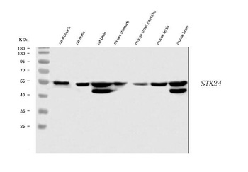 MST3/STK24 Antibody