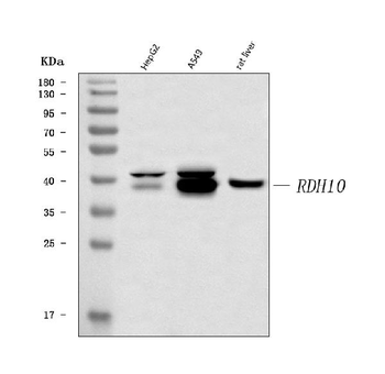 Anti-RDH10 Antibody