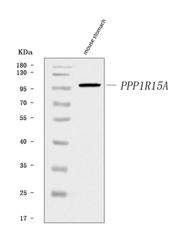Anti-GADD34/Ppp1r15a Antibody