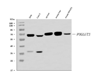 Anti-POGLUT3 Antibody
