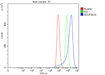 Anti-NDUFS5 Antibody