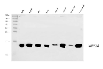 Anti-NDUFS5 Antibody