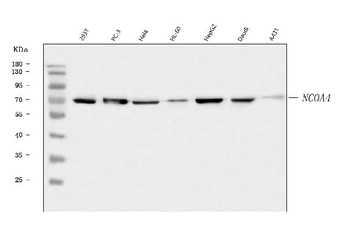 Anti-NCOA4 Antibody