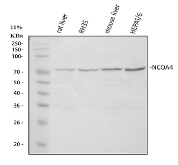Anti-NCOA4 Antibody