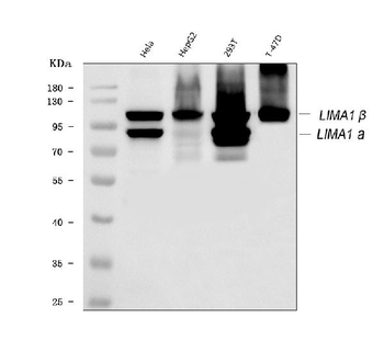 Anti-EPLIN/LIMA1 Antibody