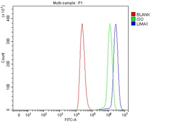 EPLIN/LIMA1 Antibody