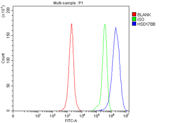 HSD17B8 Rabbit Polyclonal Antibody