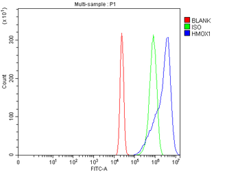 Heme Oxygenase 1/HMOX1 Rabbit Polyclonal Antibody