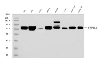 Anti-FIP1L1 Antibody