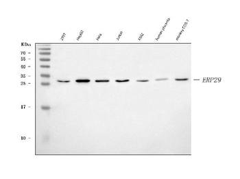Anti-ERP29 Antibody