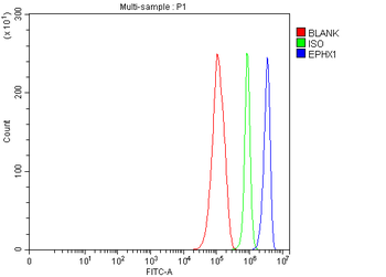 Anti-Epoxide hydrolase/EPHX1 Antibody